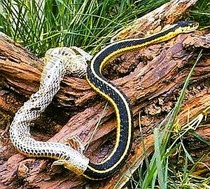 shed-snake-skin2