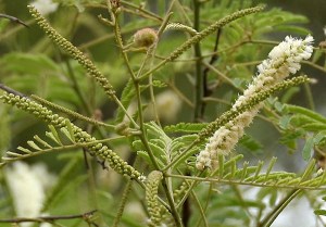 acacia catechu_tree (1)