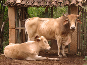 bull-and-cow