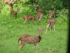 deer-in-india-forest