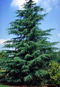 deodar-tree1