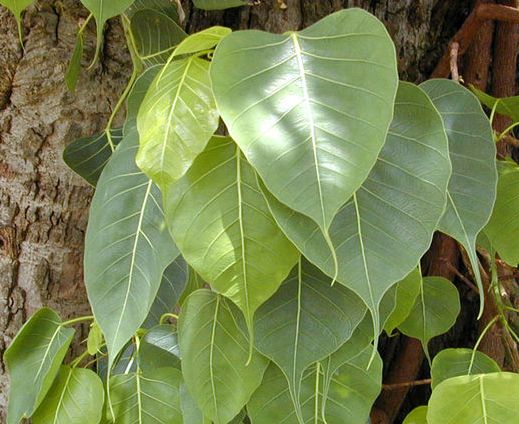 255 Indian Trees, Herbs and Shrubs mentioned in Brhat Samhita- Part-1 ...