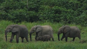 forest-elephants
