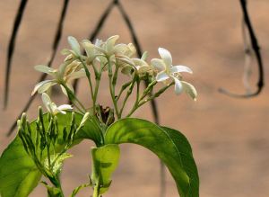 Kutaja, Girimallika, Holorrhea