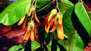 Shorea_robusta.jpg(SAL)