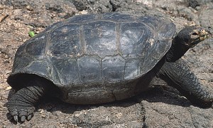 tortoise