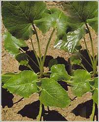 valeriana-wallichi_250x250