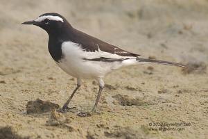 Whit browed WagtailBP1