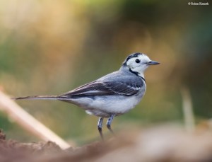 White Wagtail 2-757101.jpgassam