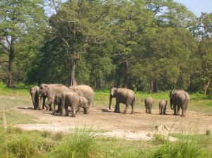 Wild_Elephants_at_Jaldapara