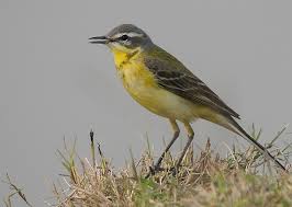 yellow wagtail