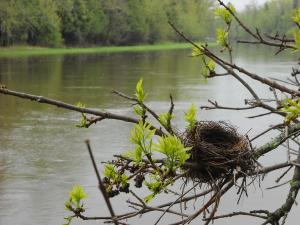 bird-nest-in-ash-tree-branch