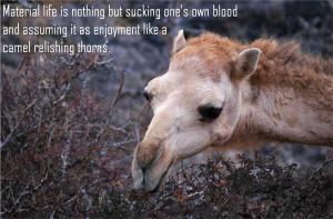 Camels_Eating_Thorns