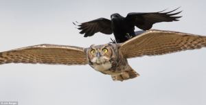 crow and owl