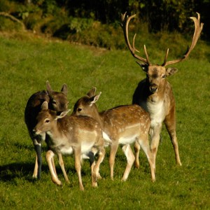 Deers-deer-3417187-640-640