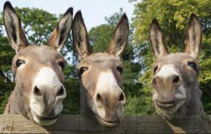 donkeys