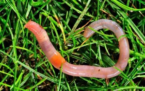 earthworm_2561331b