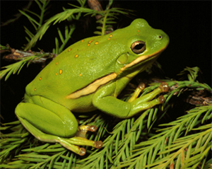 Green-tree-frog-2-copy