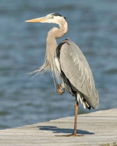 Heron_070067-717950