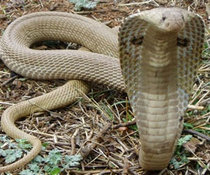 indian-snake