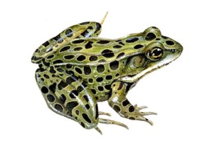 Leopard Frog