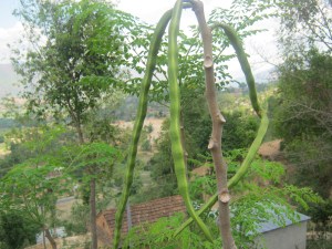 Moringa_oleifera_pods_NP