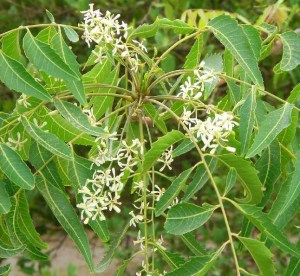 Neem-flower