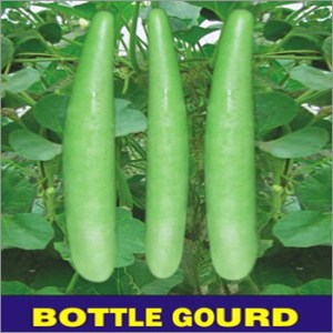 OP-Bottle-Gourd-PSPL