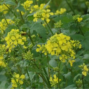 white-yellow-mustard-