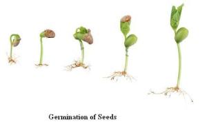 Germination20of20seeds