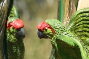 parrot_reflection