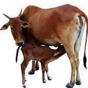 cow and calf face book