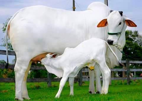 cow and calf vellai pasu