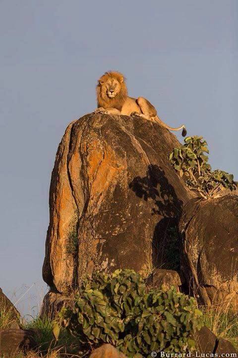 LION KING