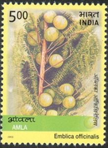 Medicinal-Plants-of-India---Amla-Emblica-officinalis