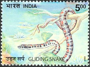 Nature-India---Snakes---Gliding-Snake