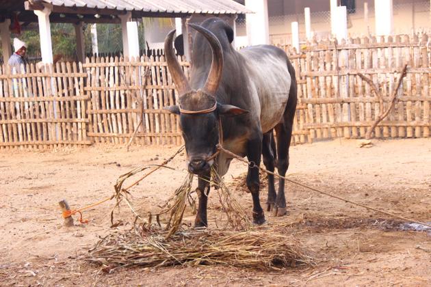 08smkangeyam_jpg_2332869g