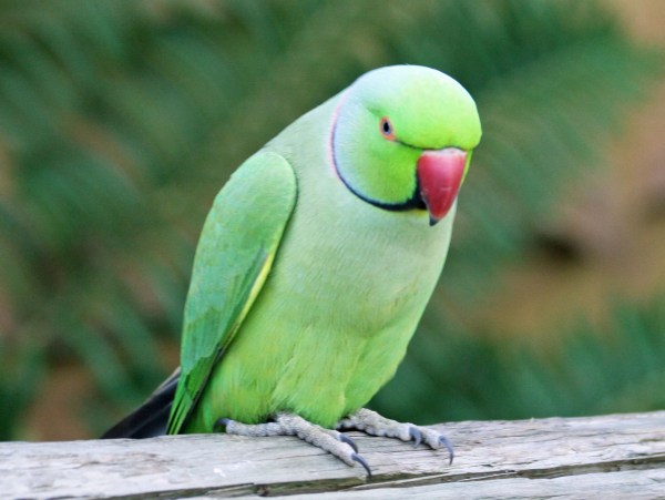 330591-green-parrot