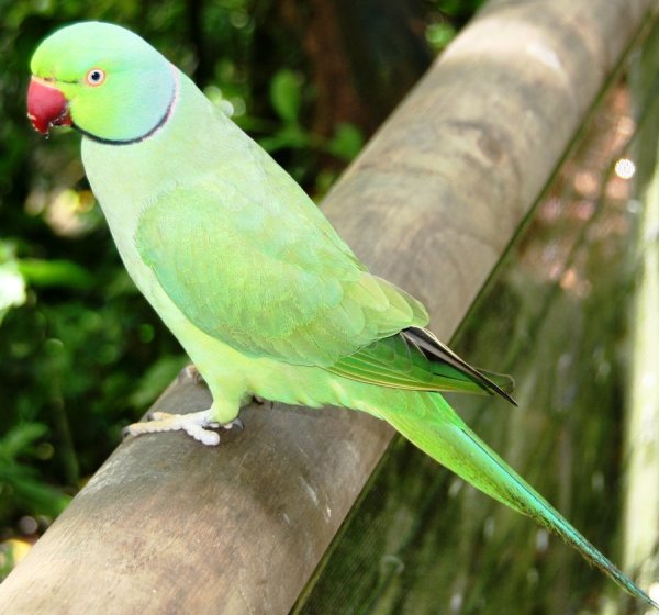 alexandrine_parrot_f