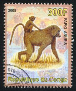 CONGO - CIRCA 2008: stamp printed by Congo, shows Olive baboon, circa 2008