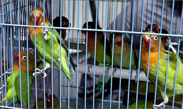 caged-parrots2