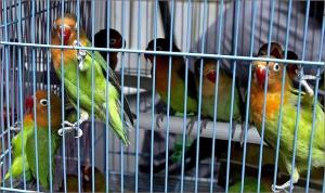 caged-parrots2