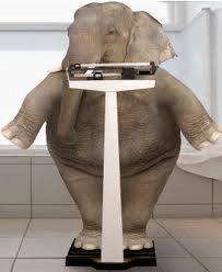 elephant weight