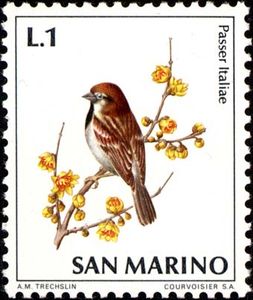 Italian-Sparrow-Passer-italiae