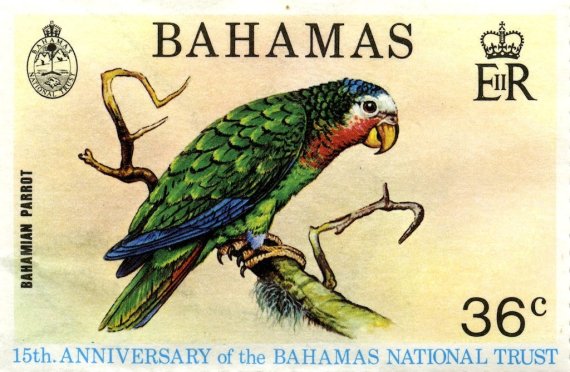 PARROT BAHAMAS