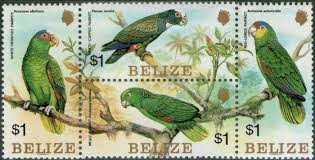 pARROTS BELIZE