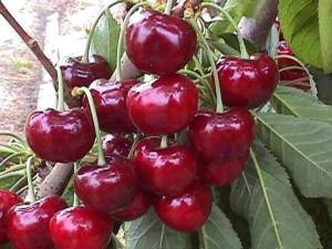 cherry bunch