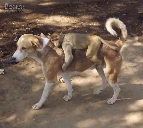 dog,monkey1