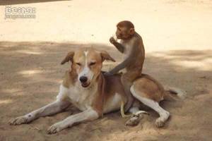 dog,monkey3