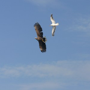 eagle-and-seagull